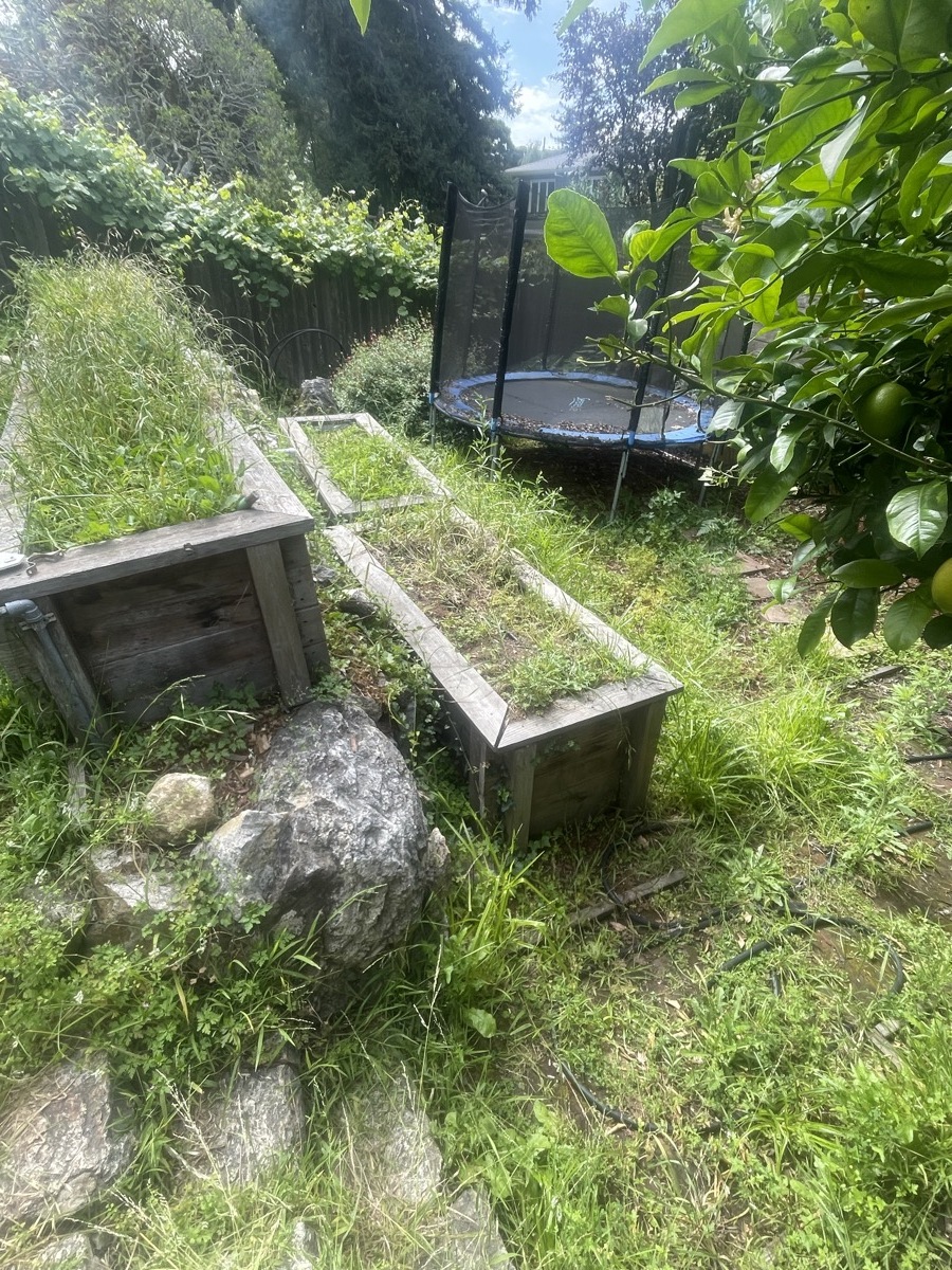 Overgrown yard before Live Oak cleanup